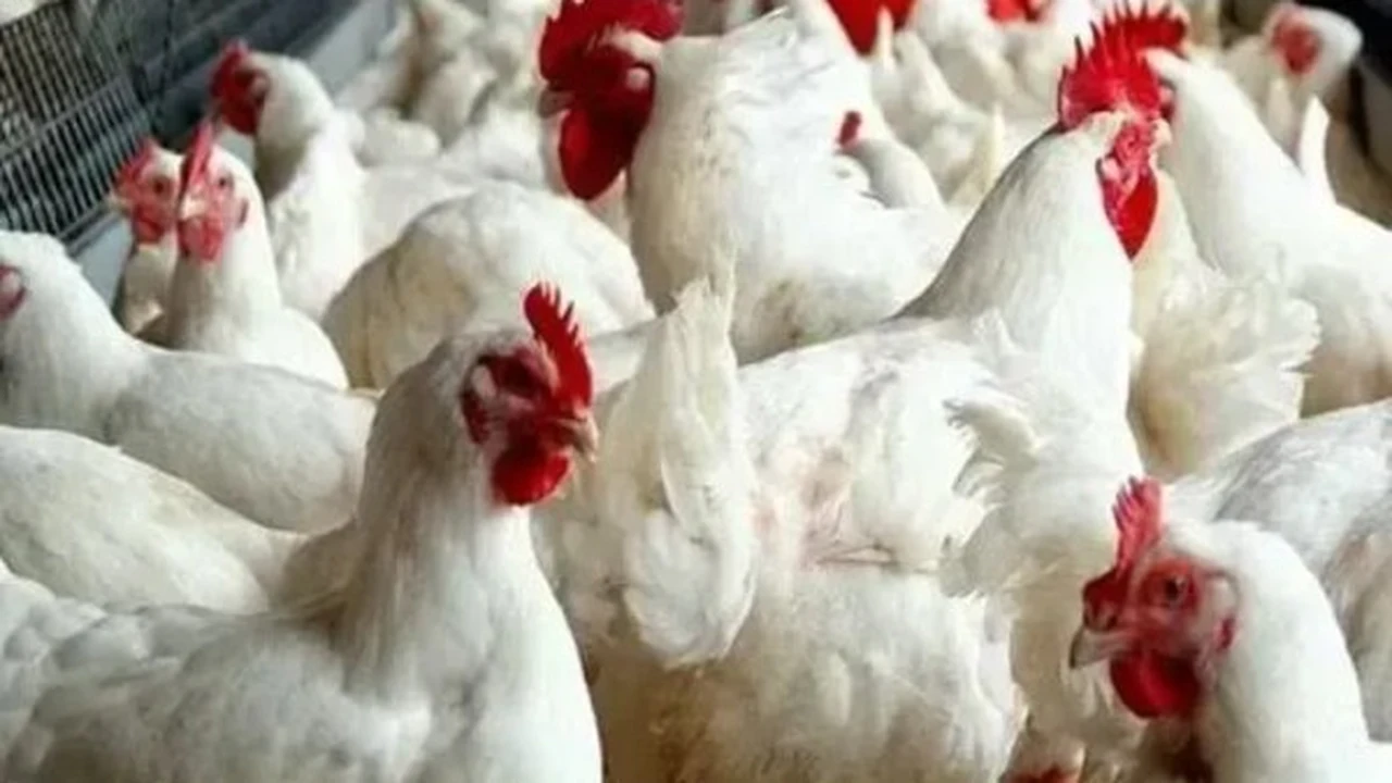 تراجع مفاجئ في أسعار الدواجن بالأسواق يقترب من 15 جنيهًا للدفعة الواحدة